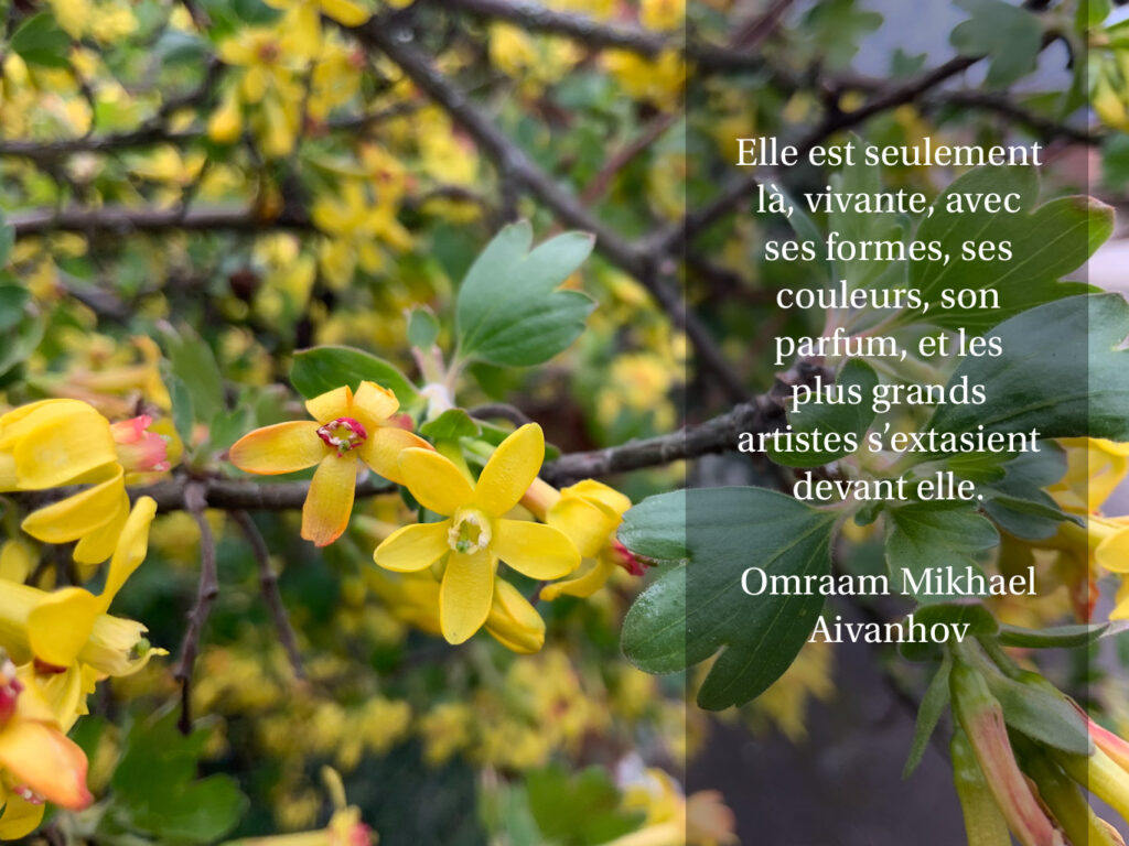 Qu’est-ce qu’une fleur SVT ? Qu'est-ce qu'une fleur SVT ?