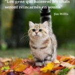 Citation Comique : Les citations Comique